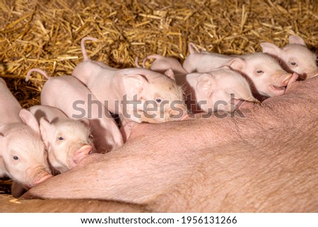 Cute piglets drinking from mother pig's teats, suckling milk on a row