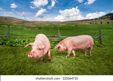 Cute pigs grazing at summer meadow at mountains pasturage under blue sky. Organic agriculture natural background