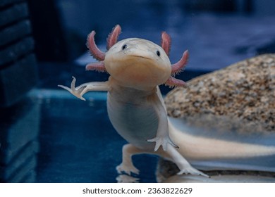 A cute pink axolotl is smiling