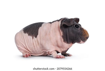 Skinny Pig Images Stock Photos Vectors Shutterstock