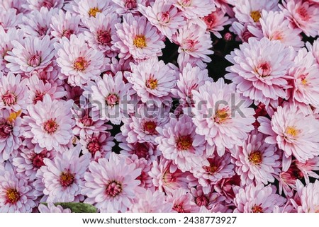 Cute pink chrysanthemum in bloom. 