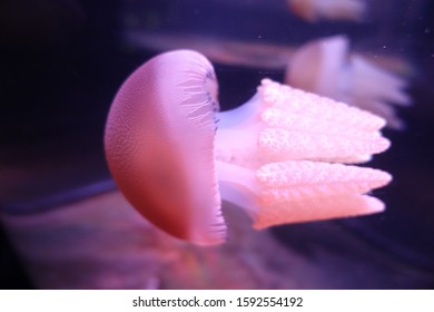 Cute Pink Jellyfish In Sydney Aquarium