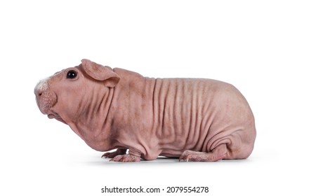 Cute Pink Skinny Pig, Standing Side Ways. Head Up. Looking At Lens With Big Eyes And Floppy Ears. Isolated On White Background. White Frizzy Hair On Nose.