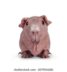 Cute Pink Skinny Pig, Standing Front View. Head Up. Looking At Lens With Big Eyes And Floppy Ears. Isolated On White Background. White Frizzy Hair On Nose.