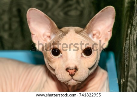 Baby Cute Alien Hairless Cat Pictures Wwwpicturesbosscom