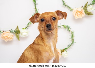 Cute Pinscher Mix Dog In A Clean Background. White Wall Ans Flower Garlands. Spring Season.