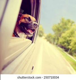 a cute pit bull boxer mix riding in a car toned with a retro vintage instagram filter effect app