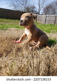 Cute Pit Bull Puppy Playing In The Grass