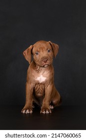 Cute Pit Bull Puppy Posing On Black Background