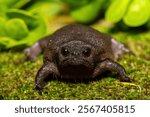 A cute plain rain frog (Breviceps fuscus), also known as a black rain frog or Tsitsikamma rain frog, in the wild