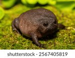 A cute plain rain frog (Breviceps fuscus), also known as a black rain frog or Tsitsikamma rain frog, in the wild