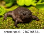 A cute plain rain frog (Breviceps fuscus), also known as a black rain frog or Tsitsikamma rain frog, in the wild