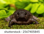 A cute plain rain frog (Breviceps fuscus), also known as a black rain frog or Tsitsikamma rain frog, in the wild