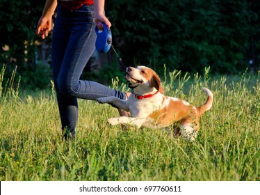 Cute playful beagle puppy running next to its owner and pulling its leash with its teeth