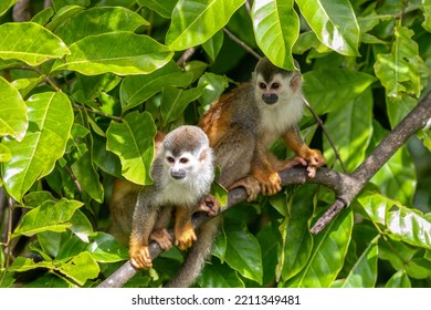 Cute Playful Central American Squirrel Monkey (Saimiri Oerstedii), Quepos, Costa Rica Wildlife