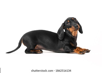 Cute playful dachshund puppy fooling around and posing lying on stomach with backside raised, copy space for advertising. Baby dog gracefully tilts head and looks at camera.
