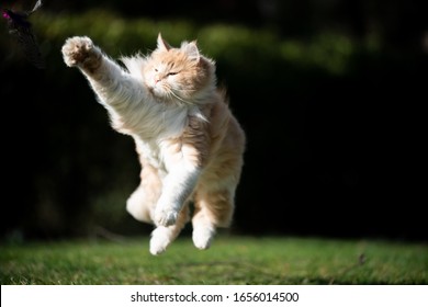 Cute Playful Ginger White Maine Coon Cat Jumping Up In The Air Hunting On A Sunny Day