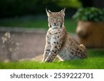 Cute and playful lynx cubs.