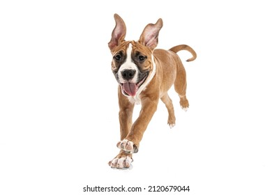 Cute, playful pet. Studio shot of American Staffordshire Terrier running isolated over white background. Concept of motion, beauty, vet, breed, action, pets love, animal life. Copy space for ad. - Shutterstock ID 2120679044