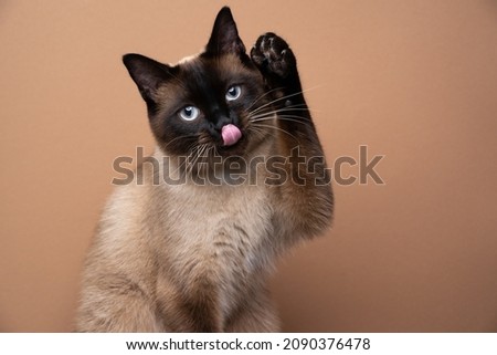 cute playful seal point siamese cat raising paw sticking out tongue grooming on brown background with copy space
