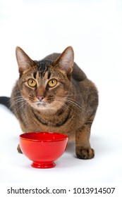 Cute Playful Wide-eyed Part Abyssinian Young Male Cat On A Plain White Background Drinking Milk Looking Guilty