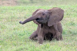 Cute And Playful Young Elephant Playing And Running Around In A Grass Field. Happy And Cheerful Baby African Elephant (Loxodonta Africana) Having Fun And Smiling. 