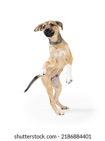 A Cute Playful Young Mixed Breed Puppy Dog Standing On Hind Legs Dancing Over White Background