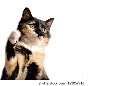 Cute playing kitten,rare tricolored tortie cat - Shutterstock ID 123059716