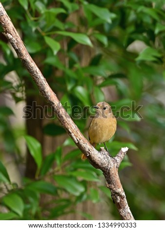 Image, Stock Photo Curious bird Nature Animal