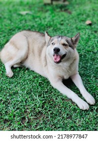 Cute Poky The Siberian Husky