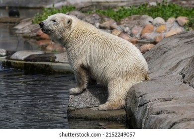 Cute Polar Bear Cub Sitting At The Water's Edge