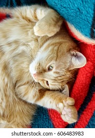 Cute Polydactyl Orange Cat On Green And Red Blanket Showing Extra Toes