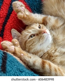 Cute Polydactyl Orange Cat Relaxing On Green And Red Blanket Showing Extra Toes.