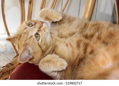 Cute Polydactyl Orange Tabby Cat Belly Up Showing Paws With Extra Toes.