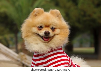 what kind of pomeranian is boo