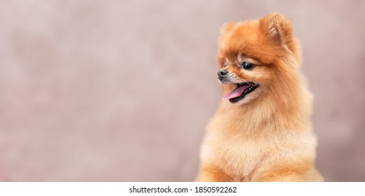 Cute Pomeranian Close-up Looks Away. Beautiful Pomeranian Haircut.