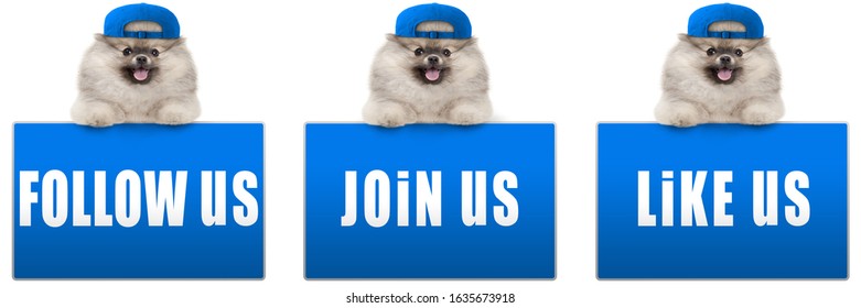 cute pomeranian dog with blue cap, leaning with paws on blue social media sign with text follow us, like us and join us, isolated on white background, XL size - Powered by Shutterstock