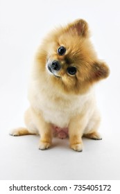 Cute pomeranian dog confuse over white background