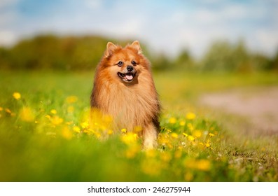 cute pomeranian dog on the flowering field