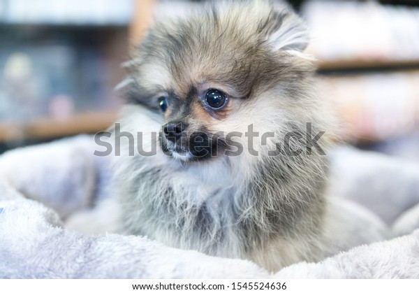 Cute Pomeranian Dog Pet Shop Stock Photo Edit Now 1545524636