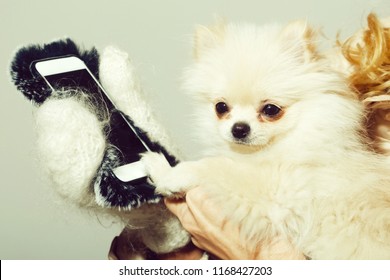 Cute pomeranian dog or puppy pet, with fawn coat using smartphone, mobile phone, in cute, faux fur cover in female hands wearing white woollen mittens on grey background