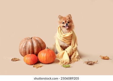 Cute Pomeranian dog in shawl with pumpkins and autumn leaves sitting on beige background - Powered by Shutterstock