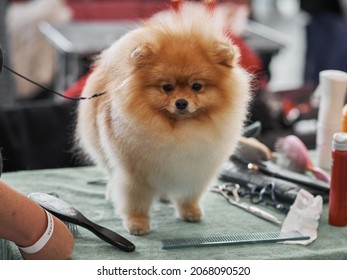 Cute Pomeranian Dog Stands On A Dog Barber Table To Have A Haircut Before Competition. Professional Dog Grooming At A Dog Show.