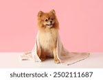 Cute Pomeranian dog with towel after washing on pink background