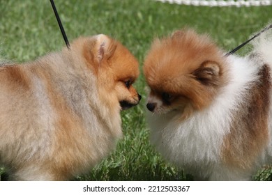 Cute Pomeranian Dogs Roam Around.