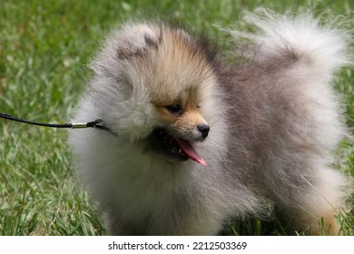 Cute Pomeranian Dogs Roam Around.