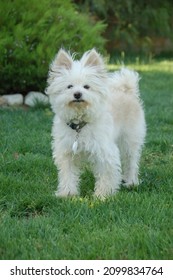 Cute Pomeranian Poodle Mix Dog