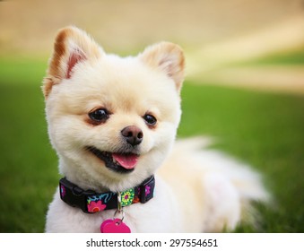 A Cute Pomeranian Puppy Dog That Has Been Groomed Smiling In A Park Setting With A Pretty Collar And Tag On 