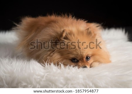 Cute pomeranian puppy laying on a fluffy carpet