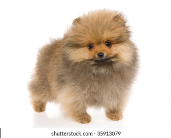 Cute Pomeranian Puppy On White Background Stock Photo 35913079 ...